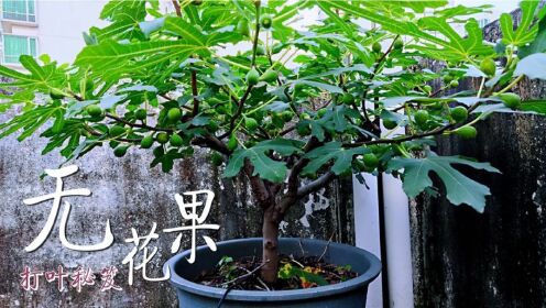 阳台盆栽种养无花果-高枝压条法-从小苗到收获,完整指南-_高清1080P在线观看平台_腾讯视频