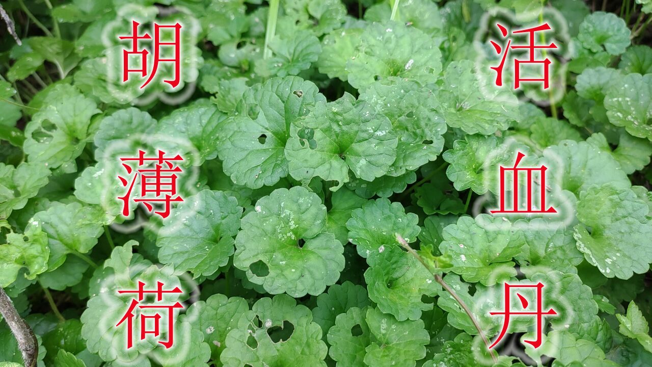 活血丹(唇形科活血丹属植物)_搜狗百科
