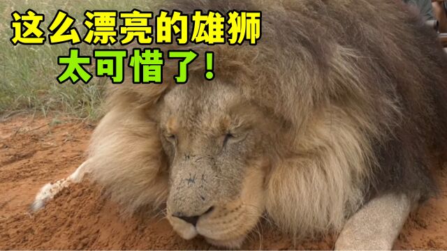 狩猎狮子!雄狮这么漂亮,实在太可惜了!