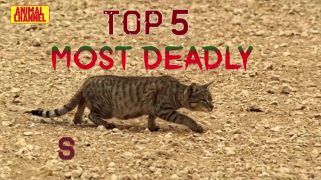 猫科动物Top 5捕猎,家猫薮猫猞猁狞猫谁捕猎技巧更胜一筹?