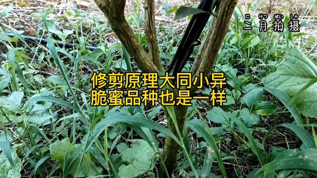 柑橘修建大同小异,脆蜜金柑也是