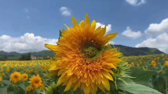 实现蓝莓自由!来盘龙阿子营相约“莓”好时光