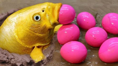 定格动画：金鱼表演一口一个蛋