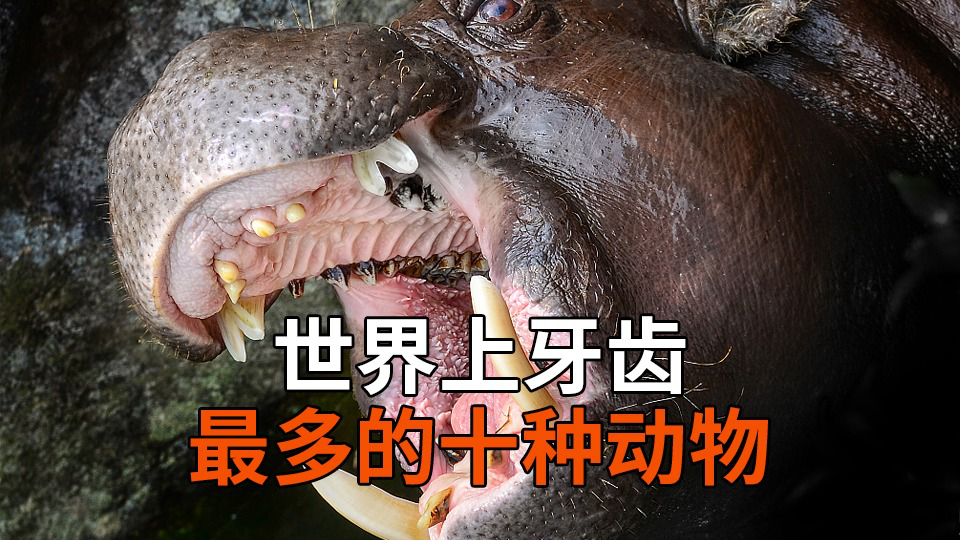 世界上牙齿最多的十种动物你都见过几个
