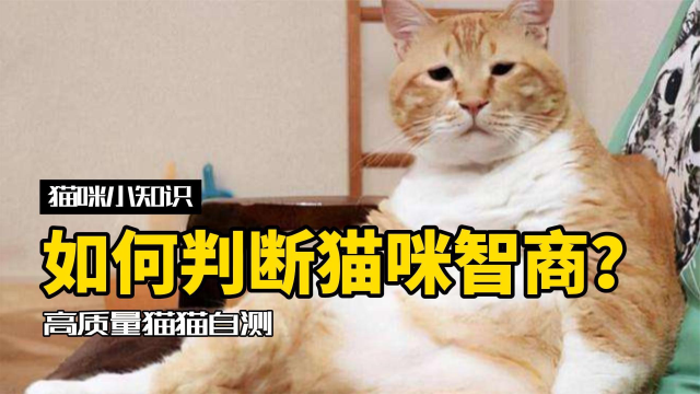 猫和猫之间的智商差距,比猫和狗之间还大