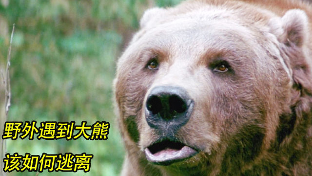 《人熊大战》探险旅行飞机失事 偶遇食人熊 克服恐惧心理 迎接挑战