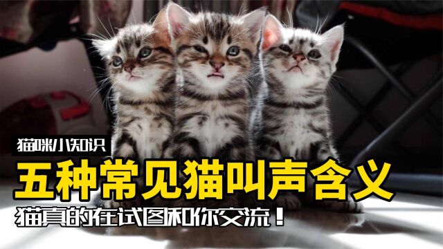 猫真的在试图和你交流!五种常见猫叫声的不同含义