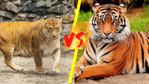 狮虎兽对战老虎，杂交物种与野生动物之间的对决，谁能获胜？