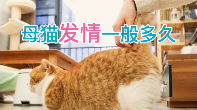 母猫发情一般多久