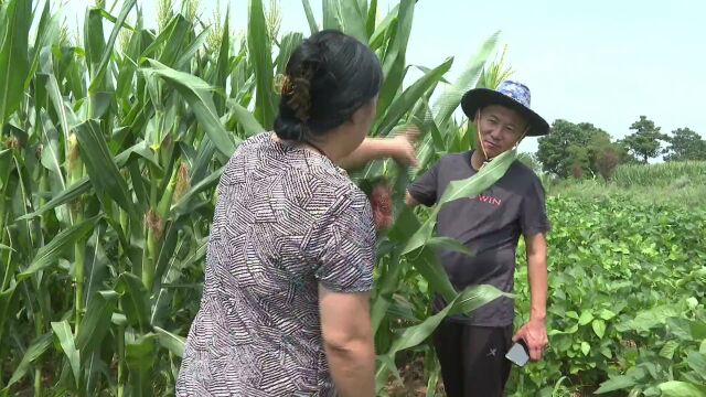 【奋进新征程 建功新时代】大豆玉米管护忙 跟踪服务到田间