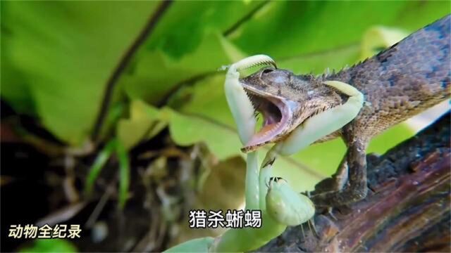 螳螂只捕食昆虫吗?看完这个视频就会颠覆你的认知