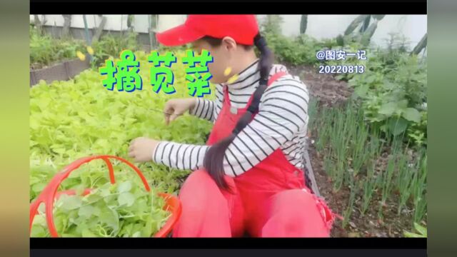 【图安一记】在屋顶天台菜园摘点新鲜的苋菜