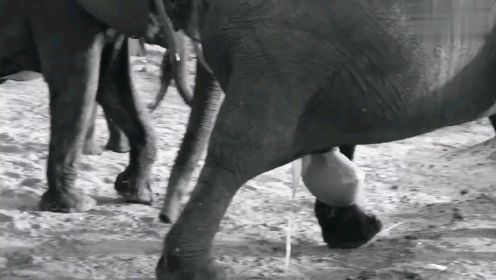 大象生宝宝，全场高能名场面 #野生动物保护  #非洲生活  #奇妙的动物
