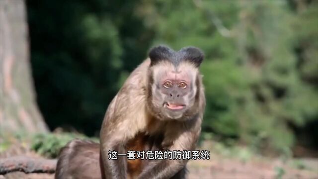 猴子为捍卫家园,与毒蛇斗智斗勇,最后结果大快人心#猴子#蛇