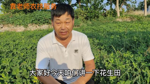 花生荚果膨大期,田间蛴螬这样防治,效果好持效期又长