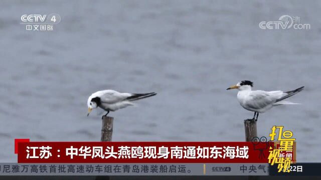 江苏:“神话之鸟”中华凤头燕鸥现身南通如东海域