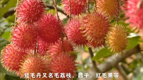 红毛丹的一生｜现代农业种植和收获毛荔枝_高清1080P在线观看平台_腾讯视频