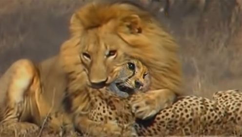 猎豹在狮子的下颚下悲惨地哭泣,雄狮杀死了整个猎豹家族！