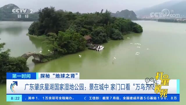 肇庆星湖国家湿地公园:景在城中,“万鸟齐飞”好壮观