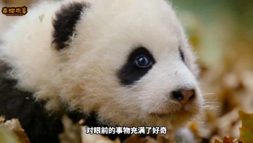 大熊猫也总会有长大的一天，终将离开妈妈，看到最后有点感人