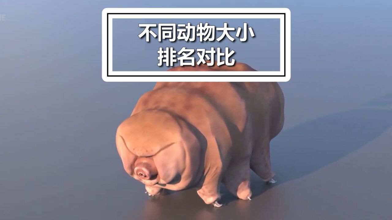 从最小到最大的动物，大小排名对比_腾讯视频