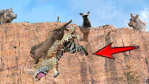 豹子跳下悬崖躲避疣猪的疯狂攻击，狮子VS花豹-野生动物攻击！