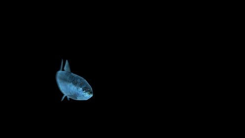 footagecrate-sardine-swimming-1全息投影素材大鲨鱼视频 4k全息投影视频素材源文件