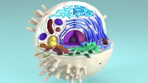 真核细胞3d模型图图片