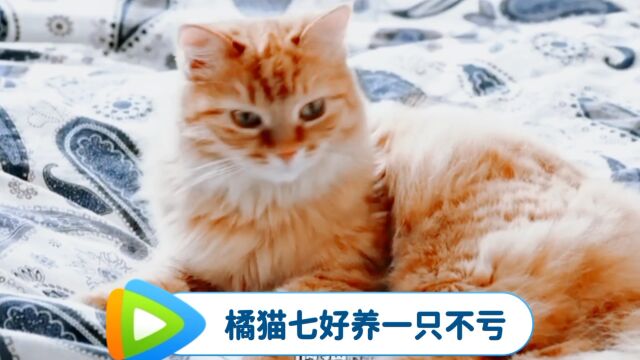 科普知识,橘猫七好,养一只不亏