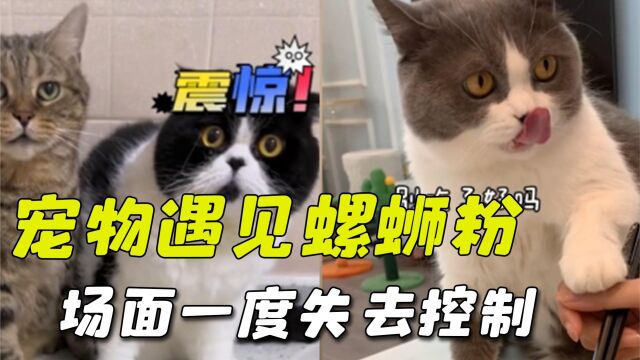 盘点当宠物遇见螺蛳粉的反应,场面一度失控,猫咪竟然做埋屎动作