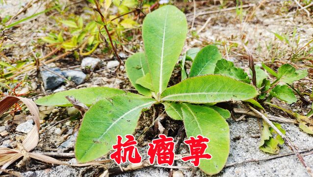 山路边生长的野草,老一辈称它为“抗瘤草”,它的价值很是珍贵