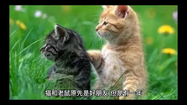 十二生肖猫