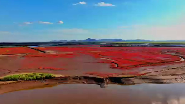 庄河版"红海滩" 红似朝霞,令人震撼