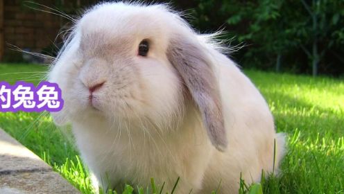 五种适合当宠物养的兔兔，你最想养哪一种