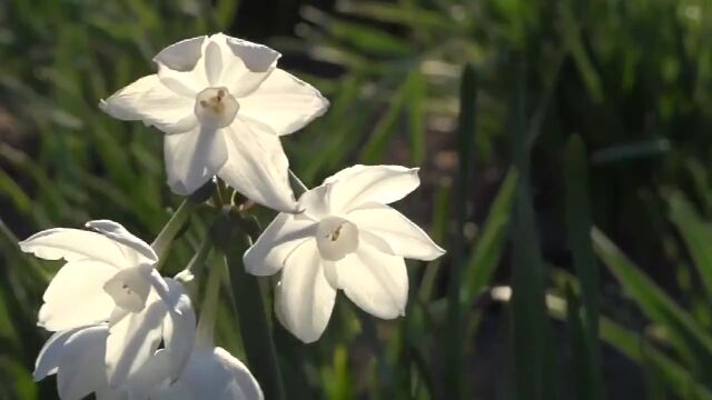 邓丽君《小小水仙花》真好听 !