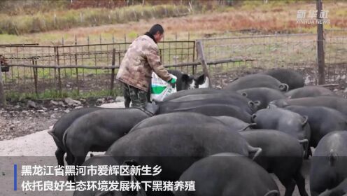黑龙江黑河：林下黑猪“跑”出致富路