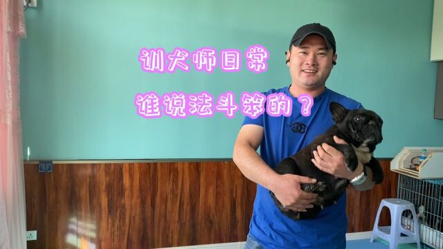 法国斗牛犬也很聪明的!