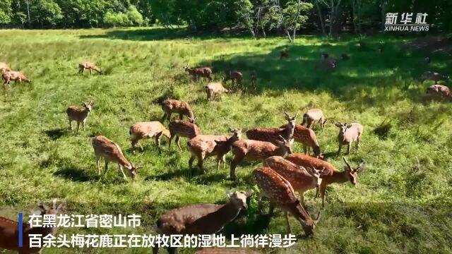 黑龙江密山:呦呦鹿鸣引客来