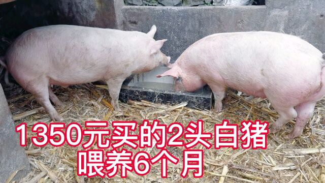 十堰农村花1350元买2头50斤重猪仔粮食喂养6个月长到200斤划算不