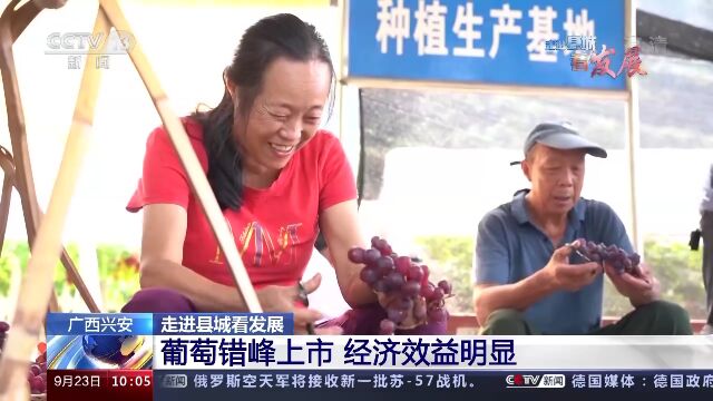 走进县城看发展丨广西兴安:“产业”铺起致富路ⷥƒ年古城焕新颜