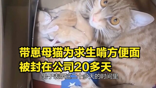 带崽母猫为求生啃方便面,被封在公司20多天,此事是否让你动容