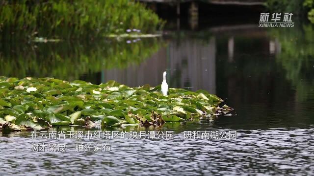 千城胜景|云南玉溪:湿地中的生命之美