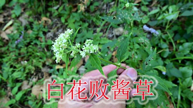 农村的白花败酱草是个宝,当地人称“消炎草”,普通植物且实用