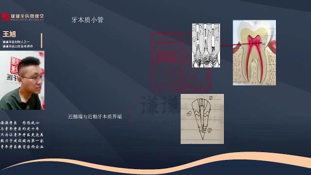 谦谦牙医2023年口腔执业(含助理)医师资格考试——口腔组织病理学