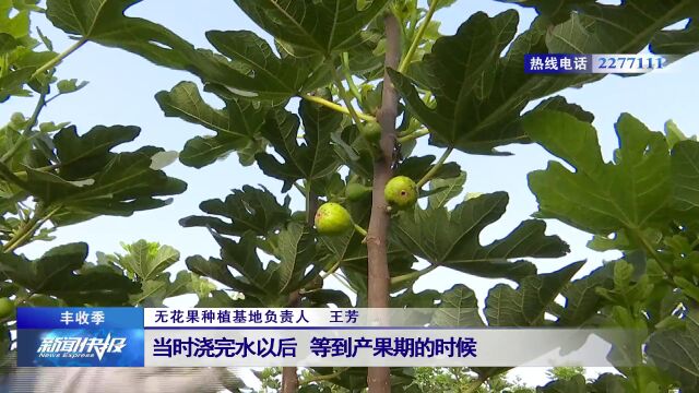 【丰收季】百亩无花果迎丰收 特色种植“钱景”好