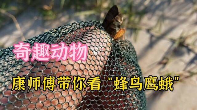 奇趣动物,康师傅带你仔细看看:蜂鸟鹰蛾