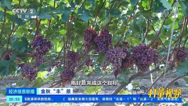 山西永济:5万亩晚熟葡萄线上销全国