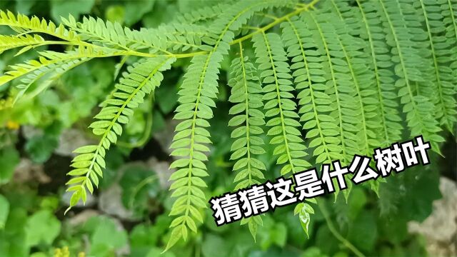 从树叶上看,今天终于把凤凰树和蓝花楹有什么区别弄明白了