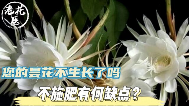 您的昙花不生长了吗?不施肥有何缺点?昙花养护教学!