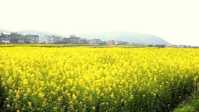 新时代鱼米之“湘”绘就现代农业的“湖南样板”丨奔腾十年湖湘行